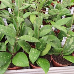 Hoya vitellina