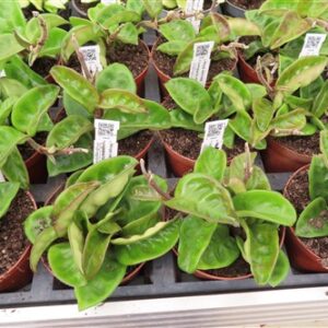 Hoya carnosa compacta eight