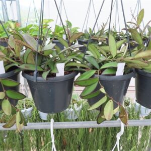Hoya Rosita