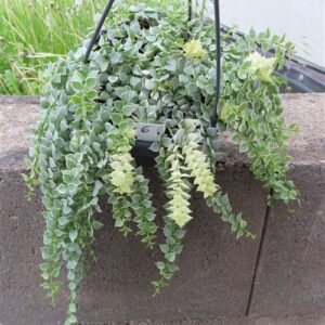 Dischidia ruscifolia variegata