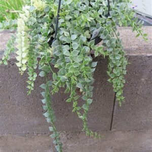 Dischidia ruscifolia variegata