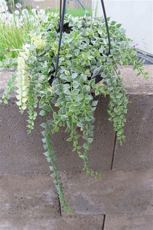 Dischidia ruscifolia variegata