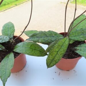 Hoya clemensiorum short leaf