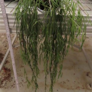 Hoya linearis