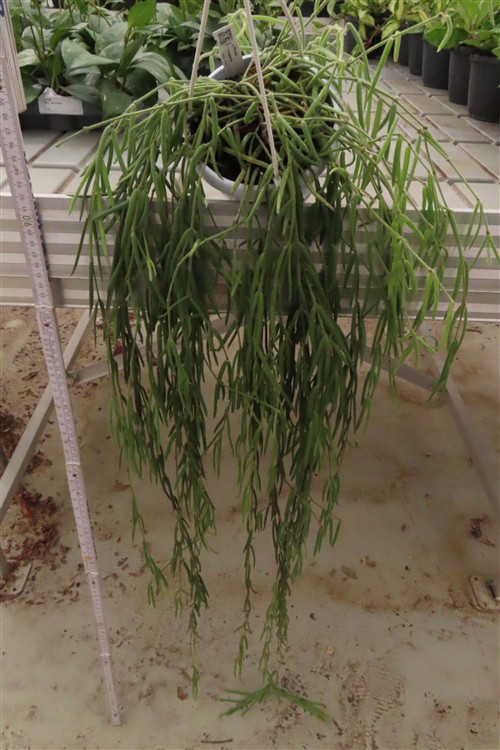 Hoya linearis
