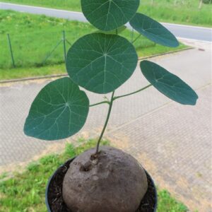 Stephania erecta Campana