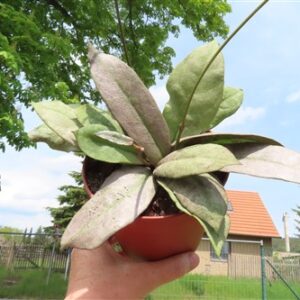 Hoya Mitrata silver