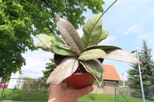 Hoya Mitrata silver