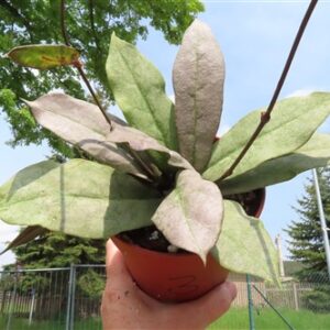 Hoya Mitrata silver