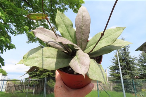 Hoya Mitrata silver