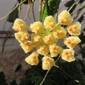Hoya imbricata
