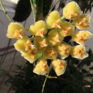 Hoya imbricata