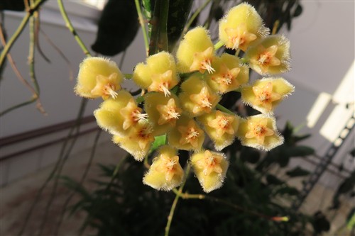 Hoya imbricata