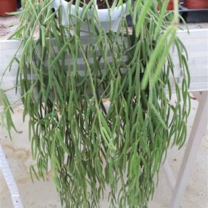 Hoya linearis