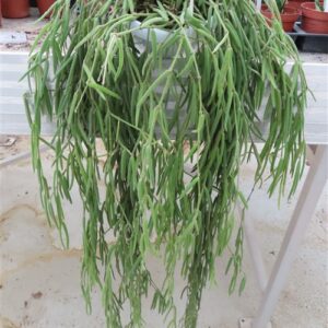 Hoya linearis