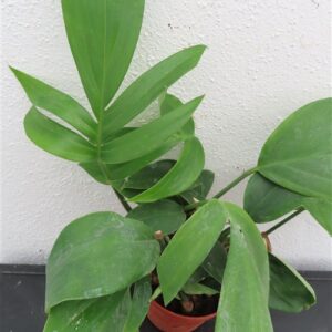 Epipremnum pinnatum Dragon Tail