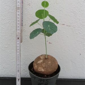 Stephania erecta Campana