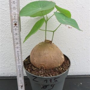 Stephania erecta Campana