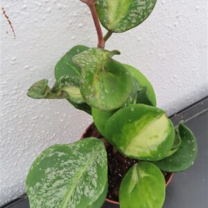 Hoya obovata variegata