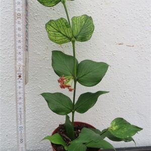 Hoya polyneura