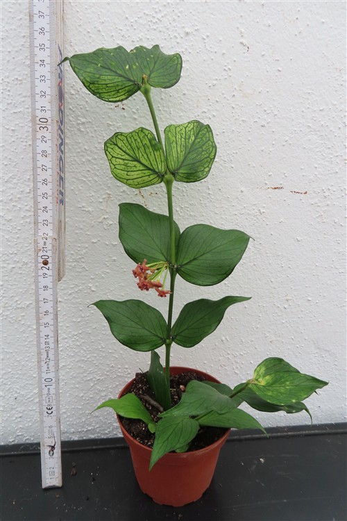 Hoya polyneura