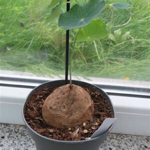 Stephania erecta Campana