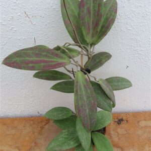 Hoya wibergiae