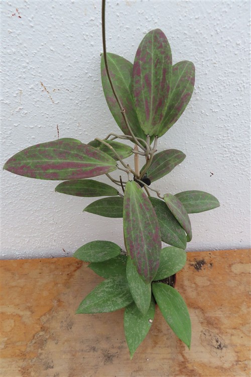 Hoya wibergiae