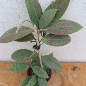 Hoya wibergiae