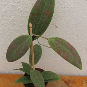 Hoya wibergiae