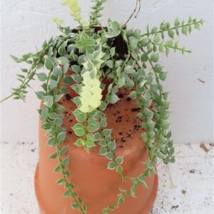 Dischidia ruscifolia variegata