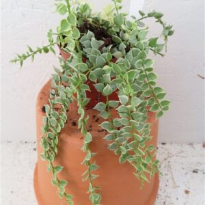 Dischidia ruscifolia variegata