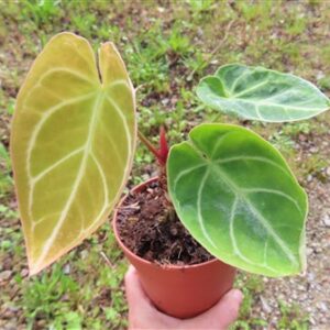 Anthurium crystallinum