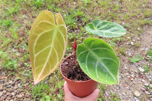 Anthurium crystallinum