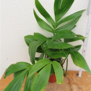 Epipremnum pinnatum Dragon Tail