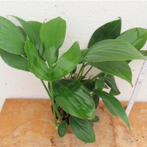 Epipremnum pinnatum Dragon Tail