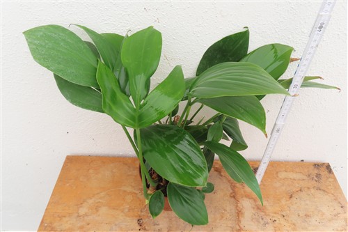 Epipremnum pinnatum Dragon Tail