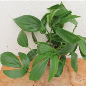 Epipremnum pinnatum Dragon Tail