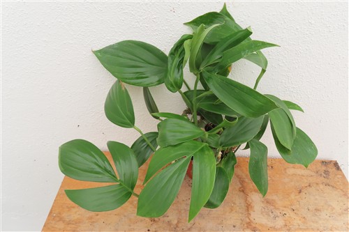 Epipremnum pinnatum Dragon Tail