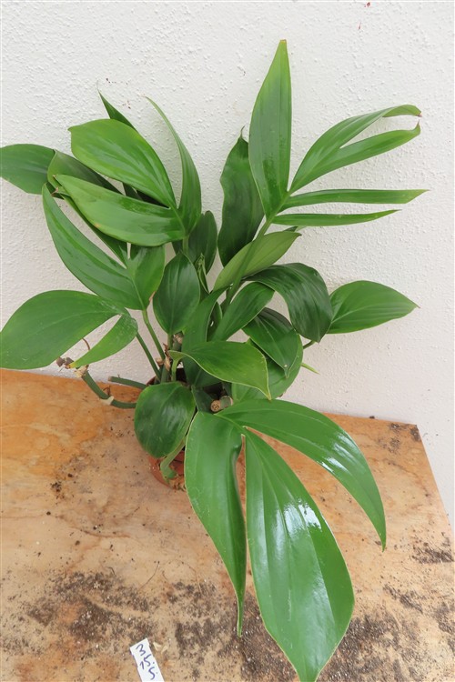 Epipremnum pinnatum Dragon Tail
