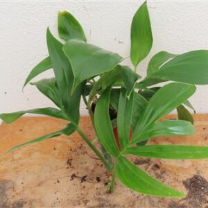 Epipremnum pinnatum Dragon Tail