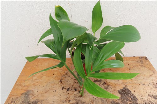 Epipremnum pinnatum Dragon Tail