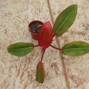 Philodendron Prince of Orange