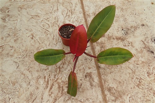 Philodendron Prince of Orange