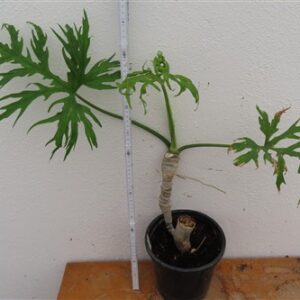 Philodendron warscewizcii