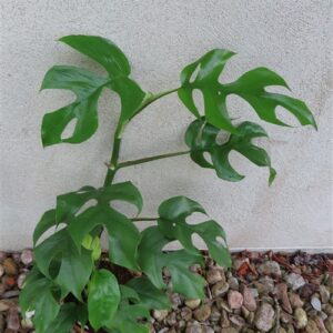 Rhaphidophora tetrasperma