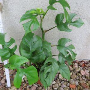 Rhaphidophora tetrasperma