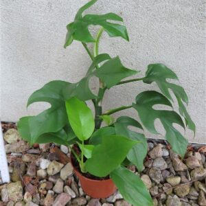 Rhaphidophora tetrasperma