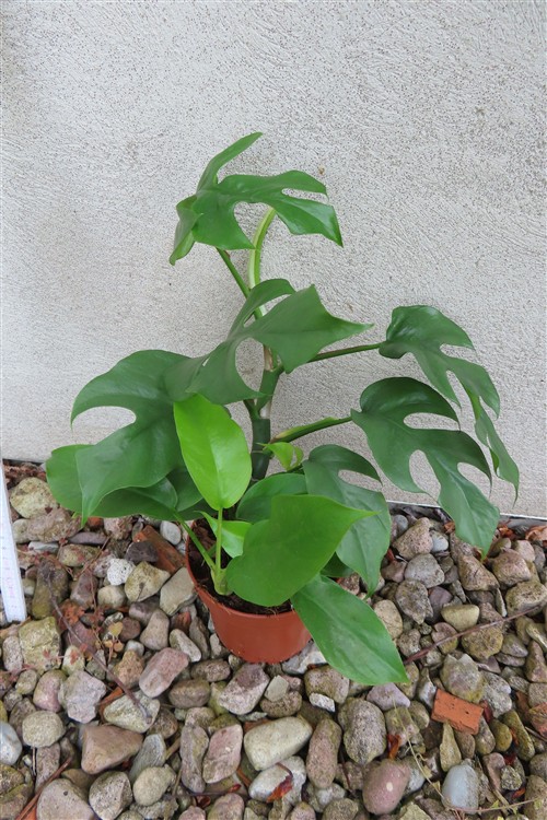 Rhaphidophora tetrasperma