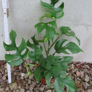 Rhaphidophora tetrasperma